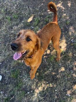 Sadie -  Airedale Terrier and Terrier Dog for Adoption in Lexington, Kentucky - Sadie | PetCurious