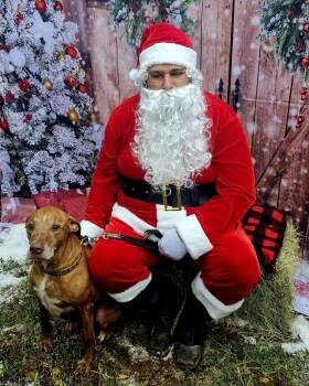 Rescue Hound and Pit Bull Terrier Dogs for Adoption in San Antonio, Texas - Trooper | PetCurious