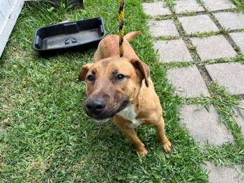 Black Mouth Cur and Mixed Breed Dogs Available for Adoption in Rowlett, Texas - ARCH | PetCurious