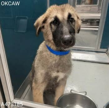 A478185 -  Anatolian Shepherd and Great Pyrenees Dog for Adoption in Oklahoma City, Oklahoma - A478185 | PetCurious