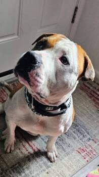 Rescue Mixed Breed Dogs for Adoption in Monroe, Michigan - Bronx | PetCurious