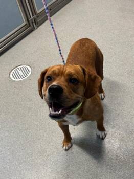 Bigboy -  Pit Bull Terrier Dog for Adoption in Bloomington, Indiana - Bigboy | PetCurious