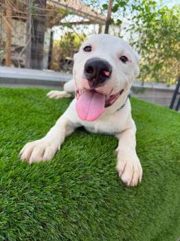 Rollo -  Pit Bull Terrier Dog for Adoption in Sharon, Connecticut - Rollo | PetCurious