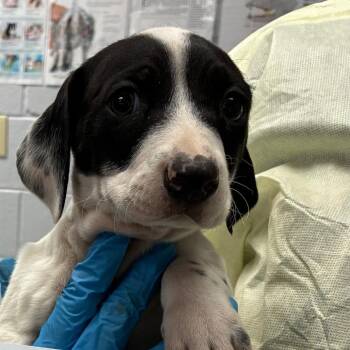 Tagged Klefki -  Mixed Breed Dog Available for Adoption in TIMBERCRK CYN, Texas - Tagged Klefki | PetCurious