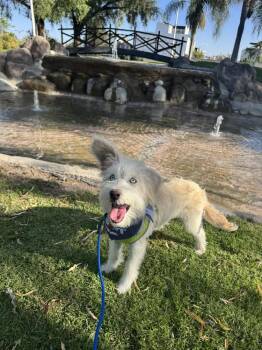 Wire Fox Terrier Dogs Available for Adoption in Gig Harbor, Washington - Philip | PetCurious