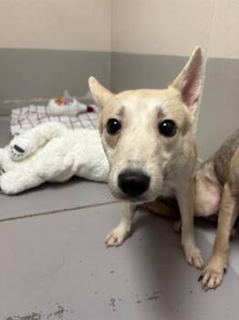 DOROTHY -  Labrador Retriever Dog for Adoption in Sugar Land, Texas - DOROTHY | PetCurious