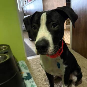 Oden -  Boxer and American Staffordshire Terrier Dog for Adoption in Ferndale, Michigan - Oden | PetCurious