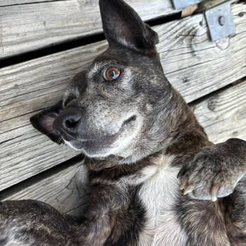 Dachshund and Chihuahua Dogs Available for Adoption - Onyx | PetCurious