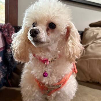 Rescue Poodle Dogs for Adoption in Lee