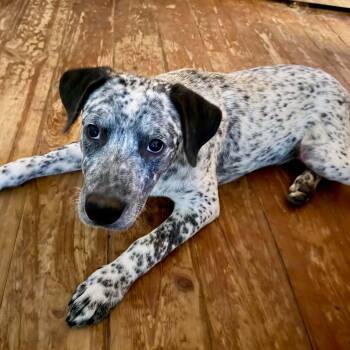 Goose -  Australian Cattle Dog Blue Heeler Dog for Adoption in Melbourne, Florida - Goose | PetCurious