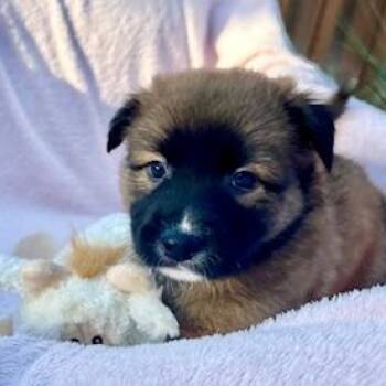Pinot Noir -  Shepherd Dog for Adoption in Houston, Texas - Pinot Noir | PetCurious