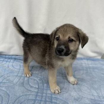 Special Agent Oso -  German Shepherd Dog and Mixed Breed Dog for Adoption in Carencro, Louisiana - Special Agent Oso | PetCurious