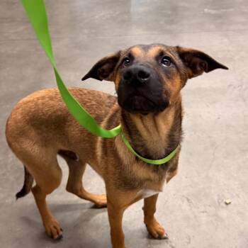 Ruger -  German Shepherd Dog and Mixed Breed Dog for Adoption in Tampa, Florida - Ruger | PetCurious