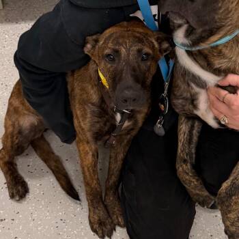 Dunkin -  Dutch Shepherd and Mixed Breed Dog for Adoption in Indianapolis, Indiana - Dunkin | PetCurious