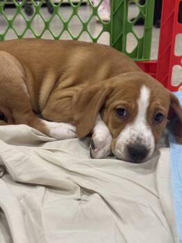 Pit Bull Terrier and Mixed Breed Dogs Available for Adoption - Vada (Mira’s Munchkins 2026 FEMALE) | PetCurious