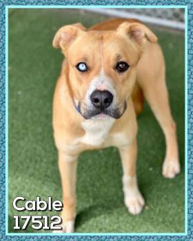 Husky Dogs Available for Adoption - CABLE | PetCurious