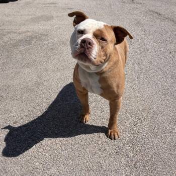 American Bully Dogs Available for Adoption - Koda | PetCurious