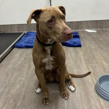 Pit Bull Terrier Dogs Available for Adoption in Pasadena, California - Butter | PetCurious