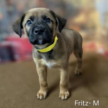 Fritz -  Retriever and Mixed Breed Dog for Adoption in Griswold, Connecticut - Fritz | PetCurious