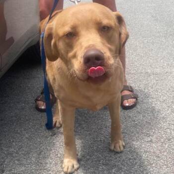 Rick Grimes Stray Hold 7/4 -  Mixed Breed Dog for Adoption in Huntington, West Virginia - Rick Grimes Stray Hold 7/4 | PetCurious