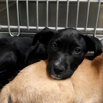 (COD) Dolly -  Mixed Breed Dog for Adoption in Douglas, Arizona - (COD) Dolly | PetCurious