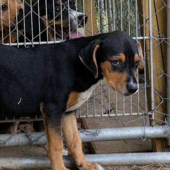 Zoe - hound litter of 9 -  Hound Dog for Adoption in Horn Lake, Mississippi - Zoe - Hound Litter Of 9 | PetCurious