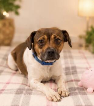 ROXY -  Boxer Dog for Adoption in Margate, Florida - ROXY | PetCurious