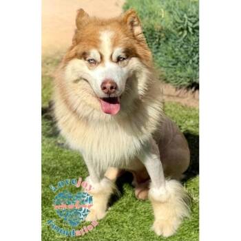 Husky and German Shepherd Dog Dogs Available for Adoption in Inglewood, California - Tuuka | PetCurious