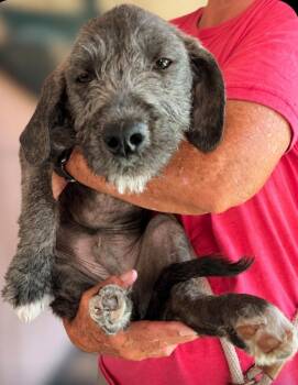 Gable -  Wirehaired Pointing Griffon and Poodle Dog for Adoption in Ramona, California - Gable | PetCurious