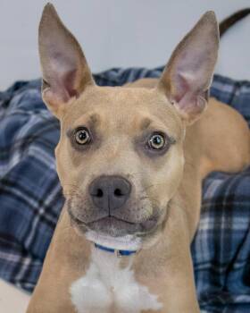 Rescue Bulldog Dogs for Adoption in Kennesaw, Georgia - Blake | PetCurious