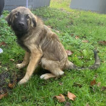 Mater -  Shepherd Dog for Adoption - Mater | PetCurious