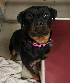 Remy -  Rottweiler Dog for Adoption in Columbia, Illinois - Remy | PetCurious