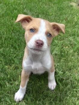 Rescue Pit Bull Terrier and Australian Shepherd Dogs for Adoption in Newport Beach, California - Johnny | PetCurious