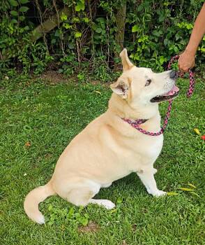 Dante -  Husky and German Shepherd Dog Dog for Adoption in Maynardville, Tennessee - Dante | PetCurious