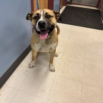 June(Drake) -  Mixed Breed and Pit Bull Terrier Dog for Adoption in Saint Joseph, Missouri - June(Drake) | PetCurious