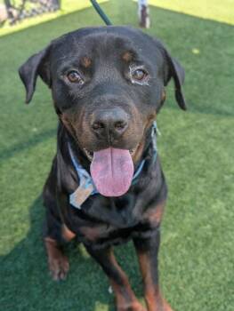 Clyde -  Rottweiler Dog for Adoption in Deering, New Hampshire - Clyde | PetCurious