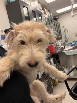Sammy~FOSTER or FOSTER TO ADOPT NEEDED~ -  Terrier Dog for Adoption in Minneapolis, Minnesota - Sammy~FOSTER Or FOSTER TO ADOPT NEEDED~ | PetCurious
