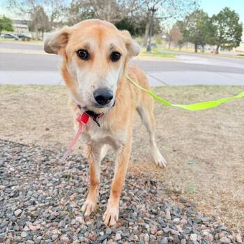 Shepherd Dogs Available for Adoption in Parker, Colorado - 488 (2026) Cookie | PetCurious