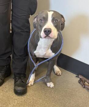 Blueberry -  Pit Bull Terrier Dog for Adoption in Cleveland, Ohio - Blueberry | PetCurious
