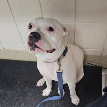 Zoey -  Pit Bull Terrier Dog for Adoption in Windsor, Virginia - Zoey | PetCurious