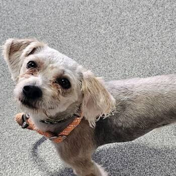 Mr. Dave in foster care -  Yorkshire Terrier and Pekingese Dog for Adoption in Plainfield, Illinois - Mr. Dave In Foster Care | PetCurious