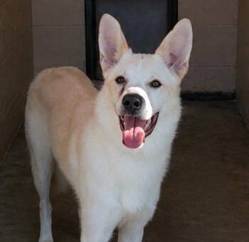 Buck Owens -  German Shepherd Dog and Australian Cattle Dog Blue Heeler Dog for Adoption in Beebe, Arkansas - Buck Owens | PetCurious