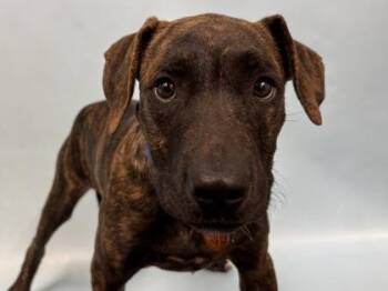 Bodhi -  Pit Bull Terrier and Mixed Breed Dog for Adoption in Golden Valley, Minnesota - Bodhi | PetCurious