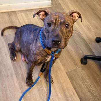 Mixed Breed Dogs Available for Adoption in Newark, New Jersey - Brinn | PetCurious