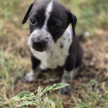 Sherbet -  Chihuahua Dog for Adoption in Kempner, Texas - Sherbet | PetCurious