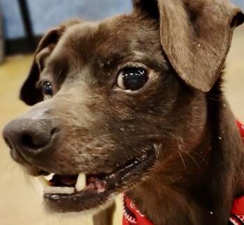 Chihuahua Dogs Available for Adoption in Tulsa, Oklahoma - Bud - Sweet Senior Chihuahua Mix | PetCurious