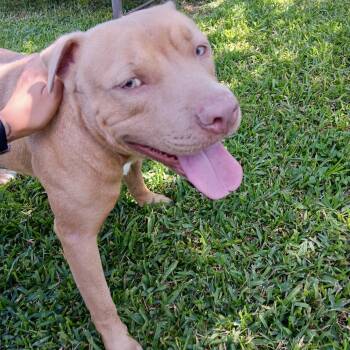 Rescue American Staffordshire Terrier and Mixed Breed Dogs for Adoption in Houston, Texas - Bubs | PetCurious