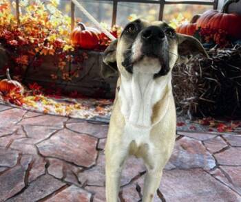 Rescue Black Mouth Cur and Mixed Breed Dogs for Adoption in Bryan, Texas - 59802066 | PetCurious