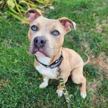 MARF -  Pit Bull Terrier and Mixed Breed Dog for Adoption in Minneapolis, Minnesota - MARF | PetCurious
