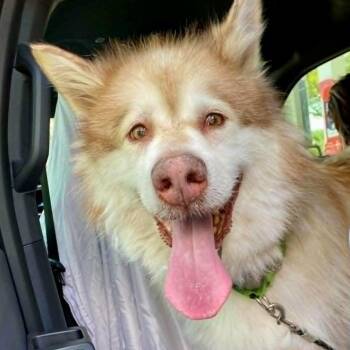 Brady -  Alaskan Malamute Dog for Adoption in New Smyrna Beach, Florida - Brady | PetCurious